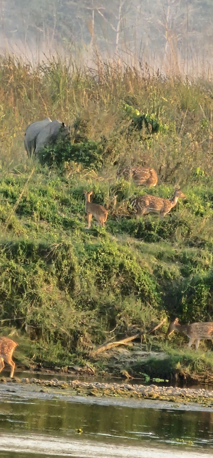 Rhinoceros spotted in the wild