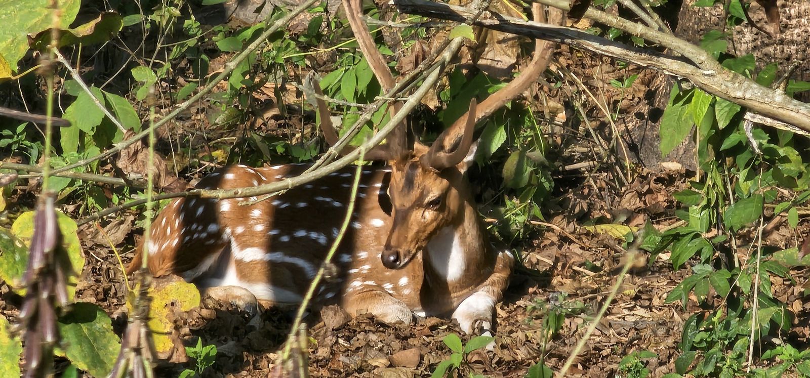 Nature and riverside wildlife scene