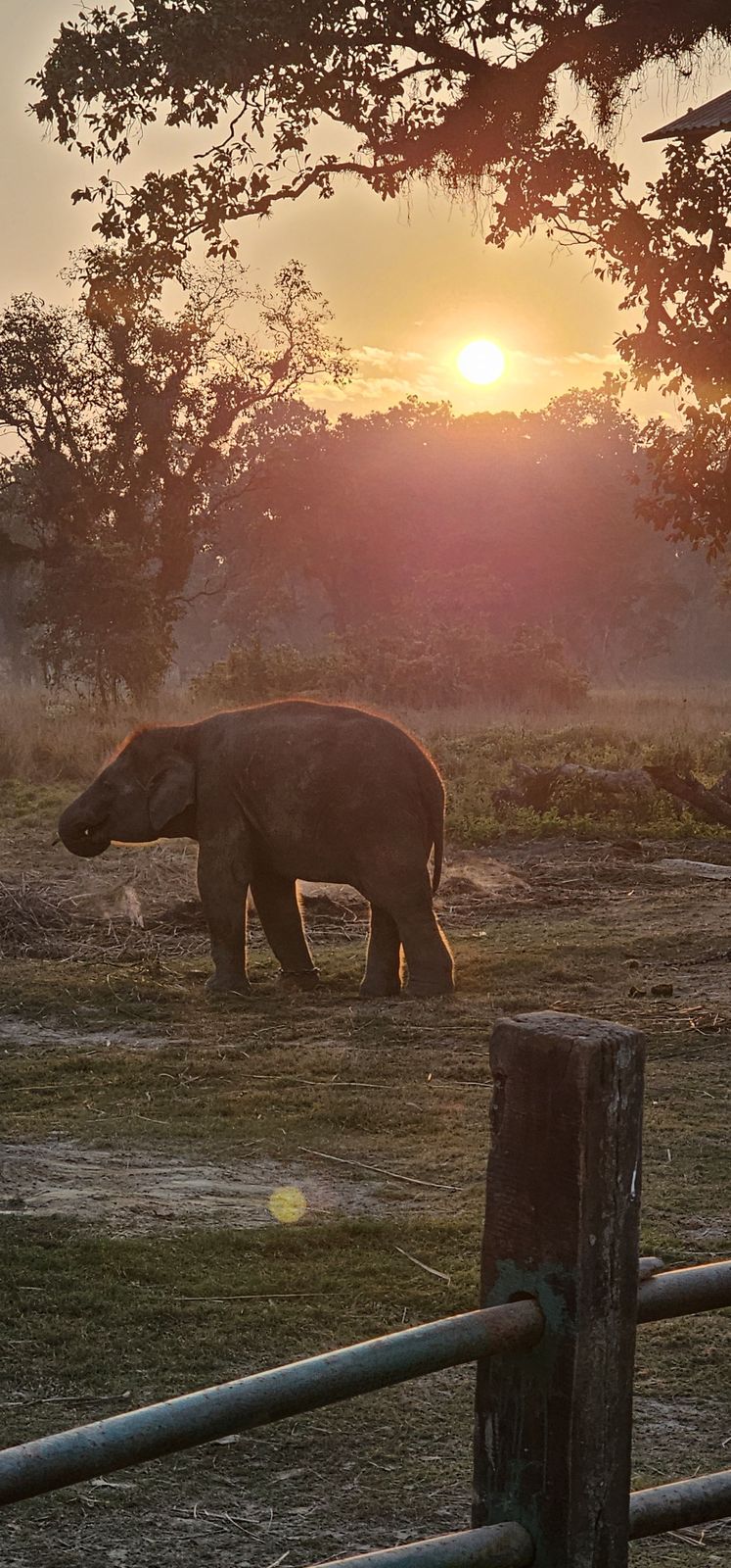 Asian elephant in the Chitwan landscape at sunset